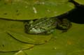 Teichfrosch (Rana kl. esculenta) - 15